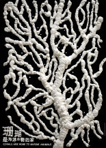 Corals Are Home To Marine Animals