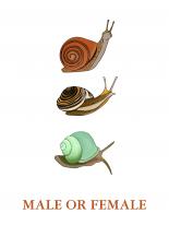 Snails